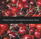 5 Mixed Cherry Fruit Trees 4-6ft Tall By Direct Plants