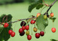 Morello Cherry Fruit Tree | 4-5ft Bare Root Tree By Direct Plants