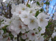 Prunus Yedoensis Yoshino Flowering Cherry Tree 6ft in a 7.5 Litre Pot By Direct Plants