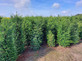 50x 5-6ft Taxus Yew Hedging Trees | Extra Large Rootball Trees for Instant Impact |By Direct Plants (Just £79.98each)