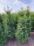 20x 7-8ft Taxus Yew Hedging Trees | Extra Large Rootball Trees for Instant Impact |By Direct Plants (Just £139.95each)