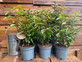5x Large Portuguese Laurel Hedging Trees in 3 Litre Pots By Direct Plants
