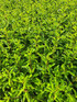 5x Portuguese Laurel Hedging Trees in Pots By Direct Plants