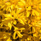 5 Large Forsythia Lynwoods Gold Shrubs 3-4ft Tall in 3 Litre Pots By Direct Plants