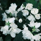 3 Large Philadelphus Virginal Mock Orange Shrubs in 3 Litre Pots By Direct Plants