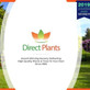 3 Large Philadelphus Virginal Mock Orange Shrubs in 3 Litre Pots By Direct Plants