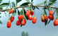 3x Large Lycium Goji Fruit Bushes | 2/3 Litre Pots By Direct Plants