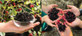 2 Mixed Morus Mulberry Fruit Plants for Garden & Patio | Mojo & Giant | 2/3 Litre Pots By Direct Plants
