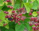 6x Mixed Potted Thornless Blackberry Fruit Plants – 6 Varieties in 2 Litre Pots By Direct Plants