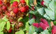 2x Mixed Berry Fruit Plants – 1x Loganberry & 1x Japanese Wineberry 2/3 Litre Pots By Direct Plants