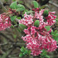 2 Mixed Extra Large Viburnum Winter Flowering Fragrant Shrubs in 3 Litre Pots By Direct Plants