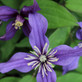 6x Clematis Raymond Evison® Collection | Large Plants Supplied in 3 Litre Pots By Direct Plants