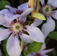 6x Clematis Raymond Evison® Collection | Large Plants Supplied in 3 Litre Pots By Direct Plants
