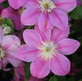 6x Clematis Raymond Evison® Collection | Large Plants Supplied in 3 Litre Pots By Direct Plants