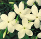 6x Mixed Jasmine Climbing Plants Extra Large 3 Litre Pots By Direct Plants