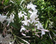 6x Mixed Jasmine Climbing Plants Extra Large 3 Litre Pots By Direct Plants