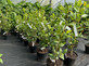 6x Mixed Camellia Evergreen Shrubs Extra Large 3 Litre Pots By Direct Plants