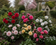 6x Mixed Camellia Evergreen Shrubs Extra Large 3 Litre Pots By Direct Plants