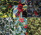 6x Mixed Ilex Holly Evergreen Shrubs Extra Large 3 Litre Pots By Direct Plants