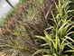 6x Mixed Phormium Evergreen Shrubs Extra Large 5 Litre Pots By Direct Plants