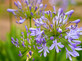 6x Mixed Agapanthus Lily Selection Established in Large 3 Litre Pots By Direct Plants