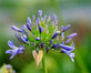 6x Mixed Agapanthus Lily Selection Established in Large 3 Litre Pots By Direct Plants
