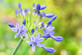 6x Mixed Agapanthus Lily Selection Established in Large 3 Litre Pots By Direct Plants