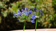 6x Mixed Agapanthus Lily Selection Established in Large 3 Litre Pots By Direct Plants