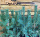 3x Scots Pine Trees Pinus Sylvestris | 30-40cm Potted | By Direct Plants