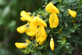 3x Cytisus Luna Flowering Broom in Pots | Garden Shrubs | By Direct Plants