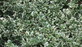 3x Euonymus Emerald & Gaiety in Pots | Evergreen Shrubs | By Direct Plants