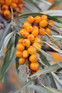 3x Large Hippophae Leikora Sea Buckthorn Fruit Bushes | 2/3 Litre Pots By Direct Plants