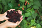 3x Evergreen Navaho Thornless Blackberry Fruit Plants in 2/3 Litre Pots By Direct Plants