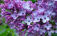 Extra Large Syringa Vulgaris Common Lilac Shrub in a 3 Litre Pot By Direct Plants