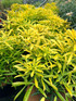 4 Mixed Extra Large Choisya Shrubs Mexican Orange Blossom Fragrant Evergreen Garden Plants in 3 Litre Pots By Direct Plants