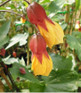 3x Mixed Abutilon Large Evergreen Shrubs Climbers in 3 Litre Pots | Chinese Lantern Collection | By Direct Plants