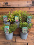 3 Mixed Large Escallonia Evergreen Shrubs in 2/3 Litre Pots By Direct Plants