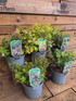 3 Mixed Large Escallonia Evergreen Shrubs in 2/3 Litre Pots By Direct Plants