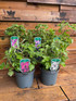 2 Mixed Extra Large Lavatera | Red Rum & Chamallow | Shrubs in 3 Litre Pots By Direct Plants