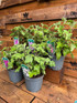 2 Mixed Extra Large Lavatera | Red Rum & Chamallow | Shrubs in 3 Litre Pots By Direct Plants
