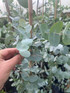 Large Eucalyptus French Blue Tree 100-120cm in a 7.5 Litre Pot By Direct Plants