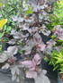 2 Mixed Extra Large Physocarpus Shrubs | Diablo & Lemon Raspberry | in 3 Litre Pots By Direct Plants
