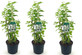 3x Philadelphus Minnesota Snowflake Shrubs Extra Large in 3 Litre Pots By Direct Plants