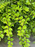 Lonicera Nitida Box Alternative Hedging Plants Pack of 10 Large Plants in 2/3 Litre Pots By Direct Plants
