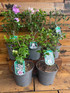 4 Mixed Extra Large Hardy Garden Hibiscus Shrubs in 3 Litre Pots By Direct Plants