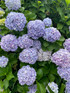 Hydrangea Macrophylla Mophead Pack of 4 Extra-Large Bushy Plants in 3 Litre Pots By Direct Plants