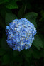Hydrangea Macrophylla Mophead Pack of 4 Extra-Large Bushy Plants in 3 Litre Pots By Direct Plants