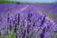 10x Large Lavender Hidcote Hedging Plants in 2/3 Litre Pots By Direct Plants