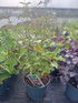 3x Leycesteria Himalayan Honeysuckle Shrubs Extra Large in 3 Litre Pots By Direct Plants