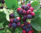 Amelanchier Saskatoon Canadian Berry Juneberry Fruit Tree 4-5ft Extra Large in a 7.5 Litre Pot
